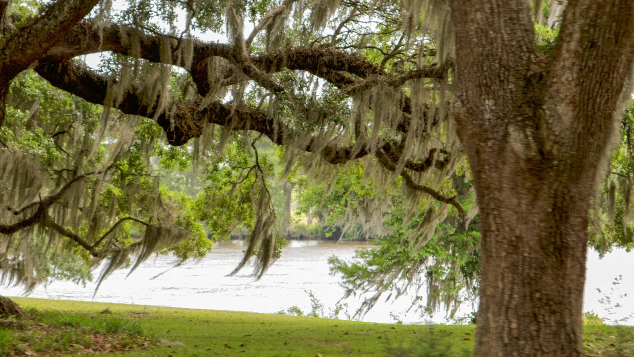 Oak tree with Spanish moss on the river bank
