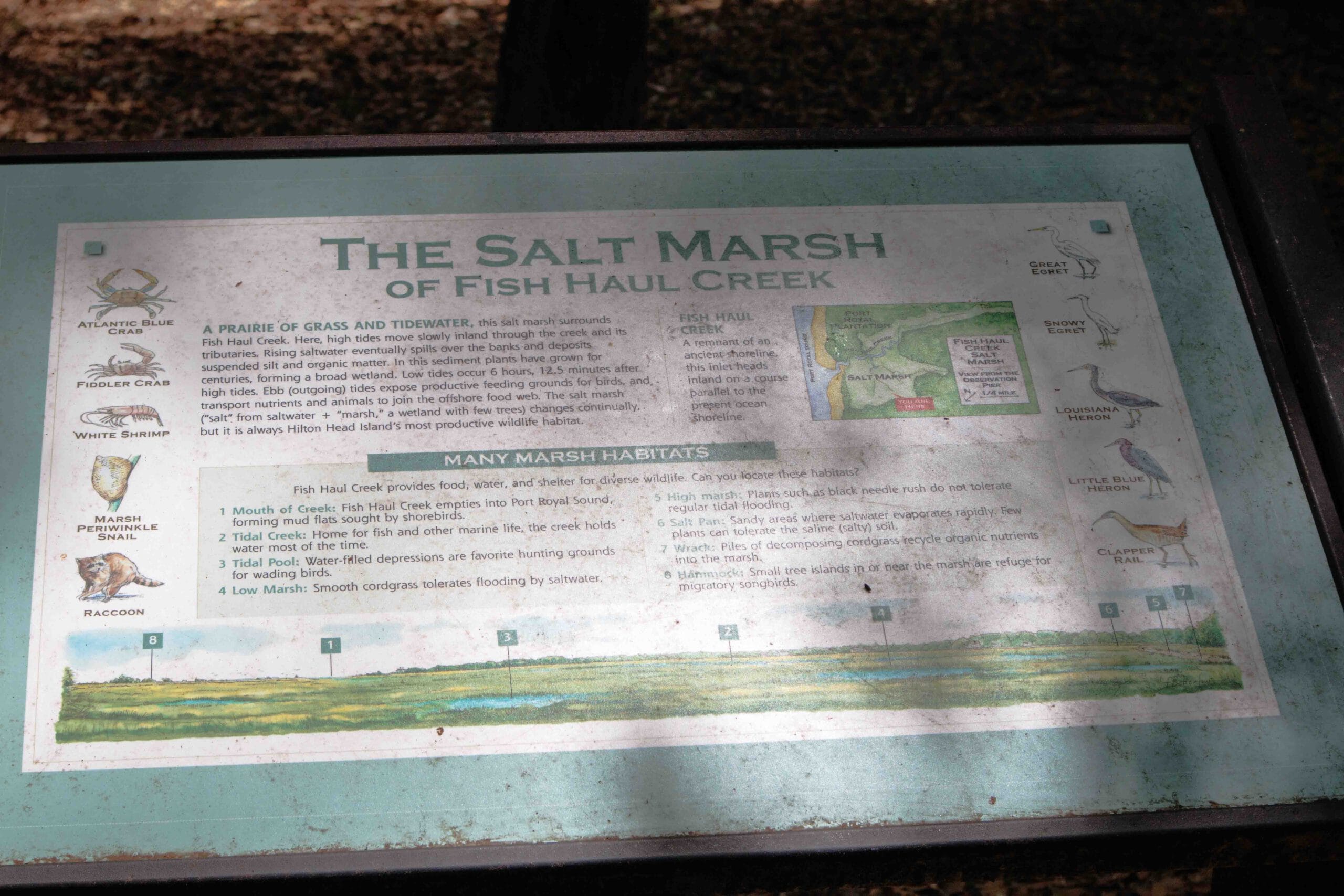 The Salt Marsh sign showing description of what lives in the marsh