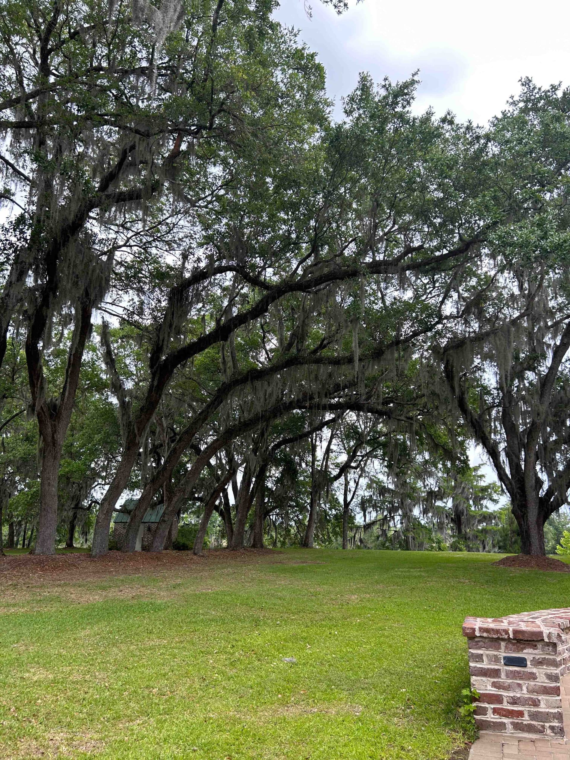 Oak tree with Spanish Moss