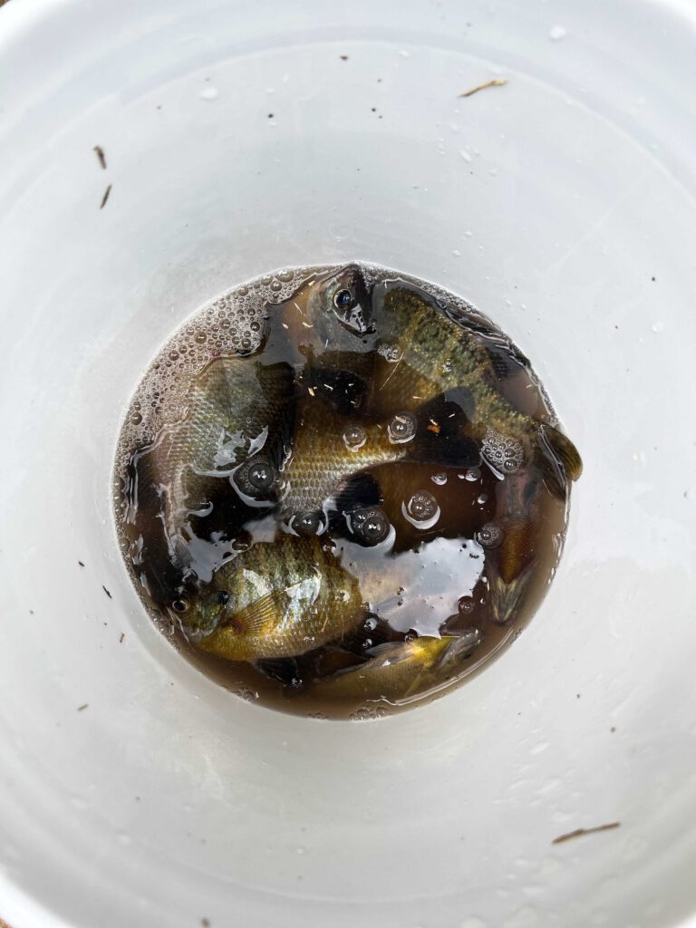 Bucket of Fish