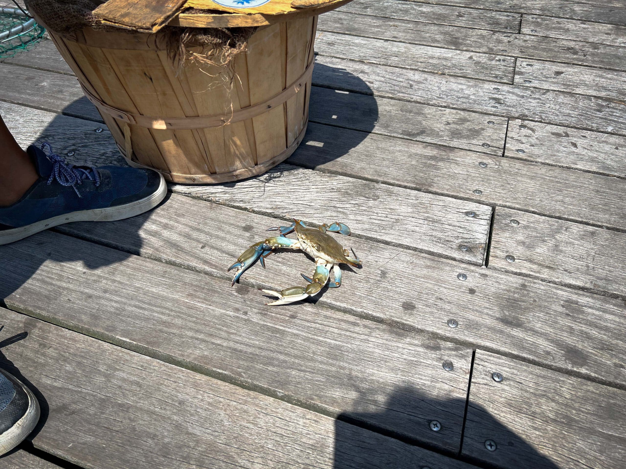 Blue Crab on dock