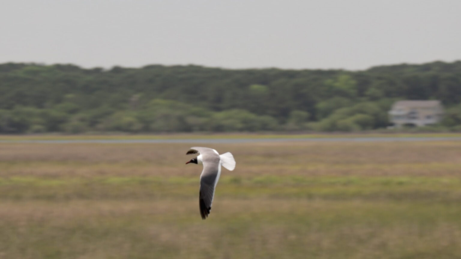 Seagulf flying through Salt Marsh