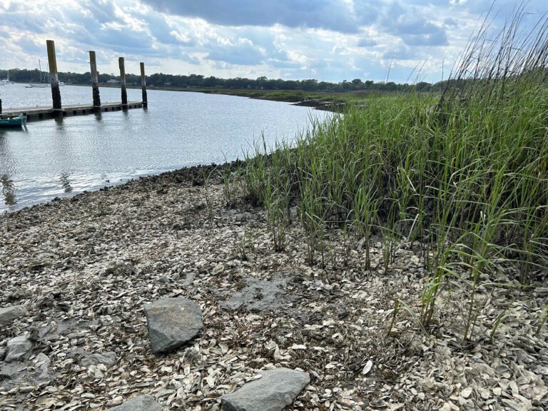 Oysters on water bank