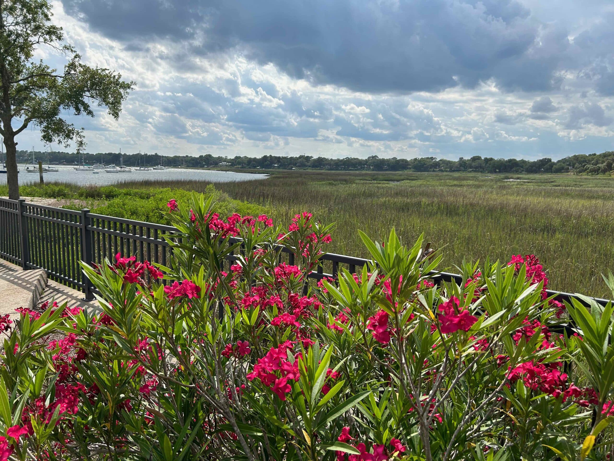 Red flowers with Salt Marsh in the background