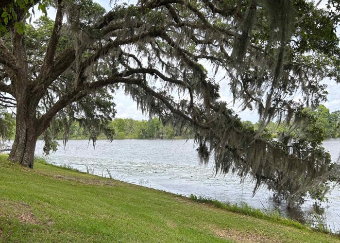Oak tree with Spanish Moss