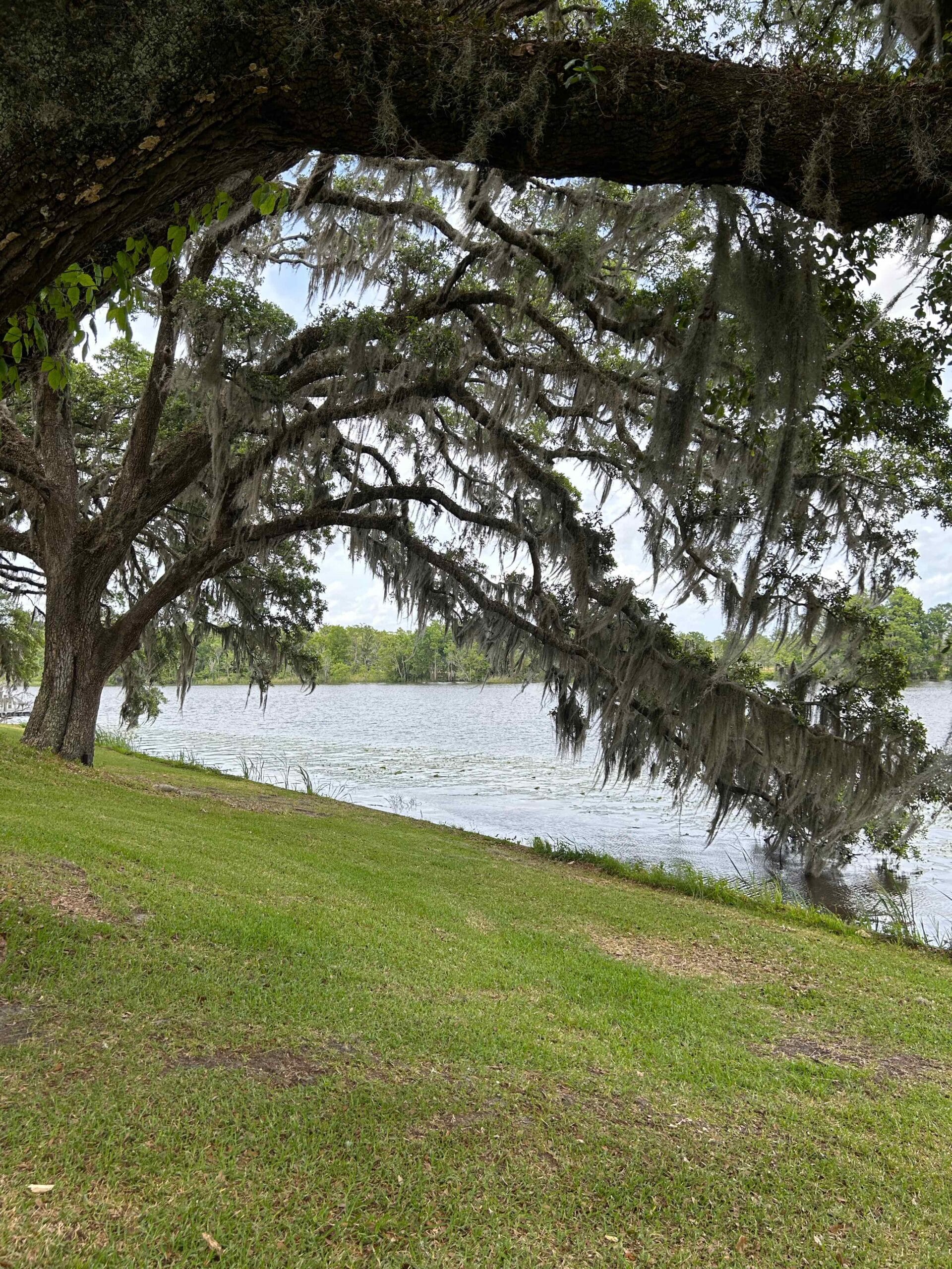Oak tree with Spanish Moss
