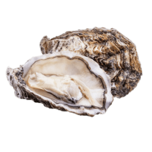 Oyster