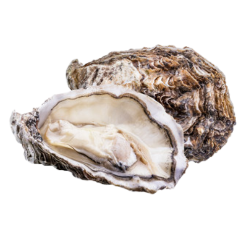 Oyster