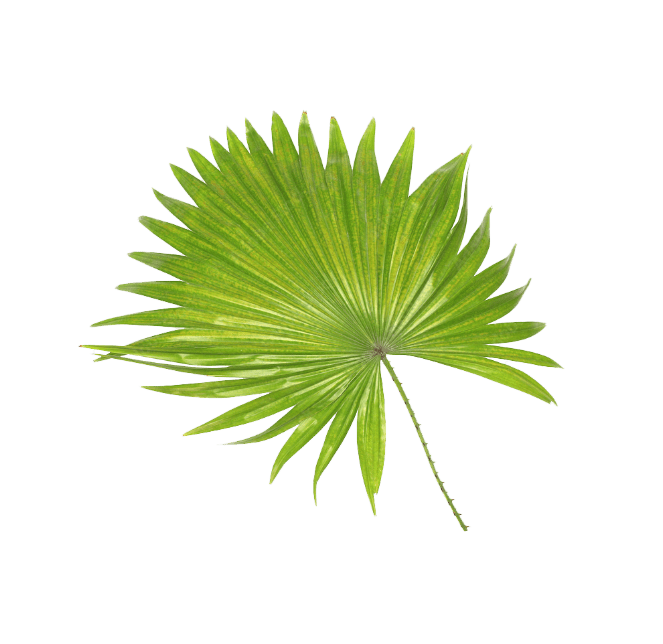 Picture of palmetto leaf