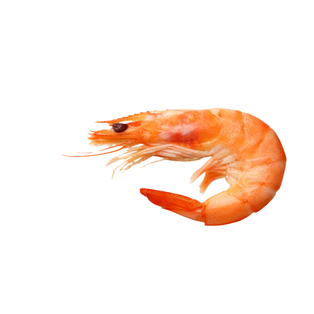 Shrimp