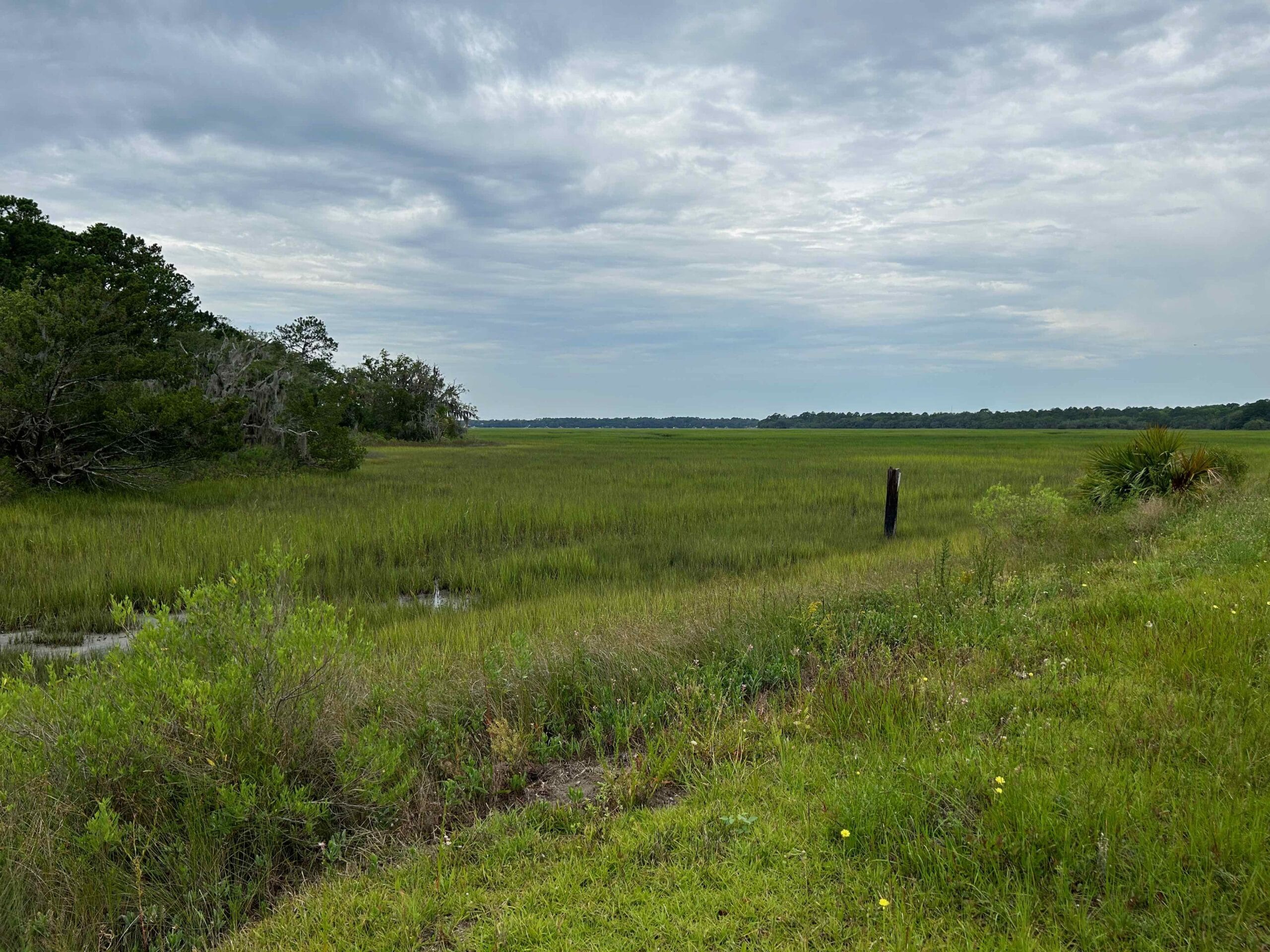 Picture of Salt Marsh